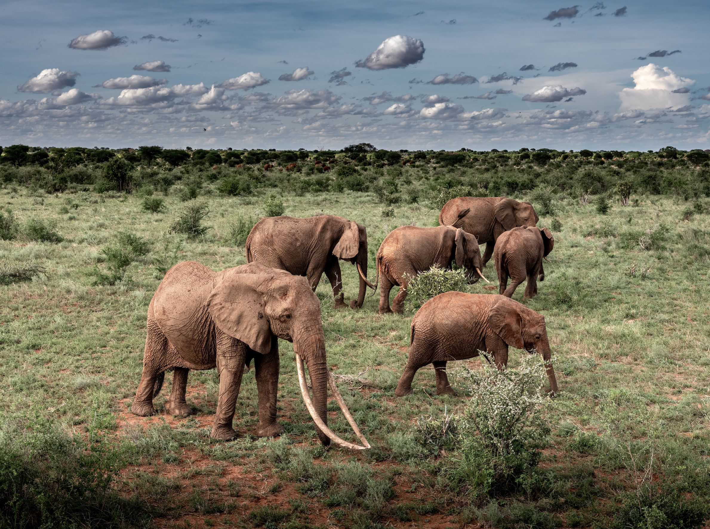 What makes the Tsavo Conservation Area such an inspiring place?